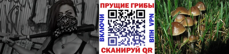 Галлюциногенные грибы мухоморы Минеральные Воды